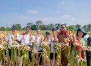 Mentan Panen 8 Ton Jagung Bersama Wali Kota Medan