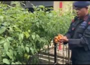 Brimob Polda Sumut Produktif Kelola Lahan Untuk Ketahanan Pangan