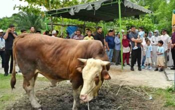 Gubernur Sumut Bobby Nasution Saksikan  Penyembelihan Hewan Kurban di Kampung Nelayan
