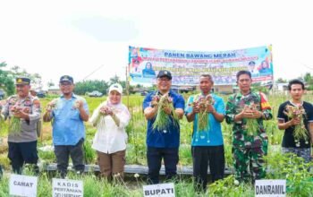 Peminjaman Alsintan Gratis, Bawang Petani Beringin Diserap BUMD