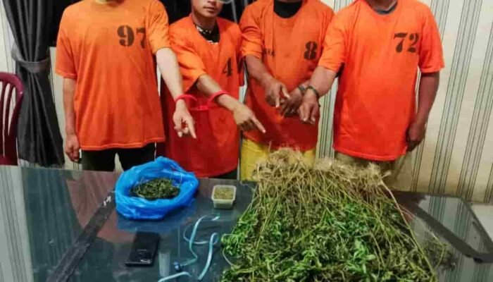 Empat Pria Diciduk Unit 1 Satnarkoba Polres Karo, 75 Batang Ganja Ditemukan di Perladangan Karo