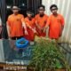 Empat Pria Diciduk Unit 1 Satnarkoba Polres Karo, 75 Batang Ganja Ditemukan di Perladangan Karo