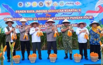 Polda Sumut Ikuti Panen Raya Jagung Serentak Polri Bersama Presiden Prabowo, Dukung Ketahanan Pangan Nasional