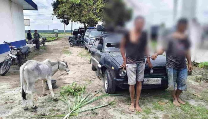 Warga Hubungi 110, Dua Pencuri Anak Lembu di Simalungun Dibekuk Usai Kabur Pakai Sedan dan Tabrak Pemotor
