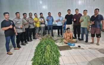 Tanam Ganja di Balik Tembok, Pria di Tanjung Morawa Diciduk Polisi! 40 Batang Setinggi 2 Meter Disita