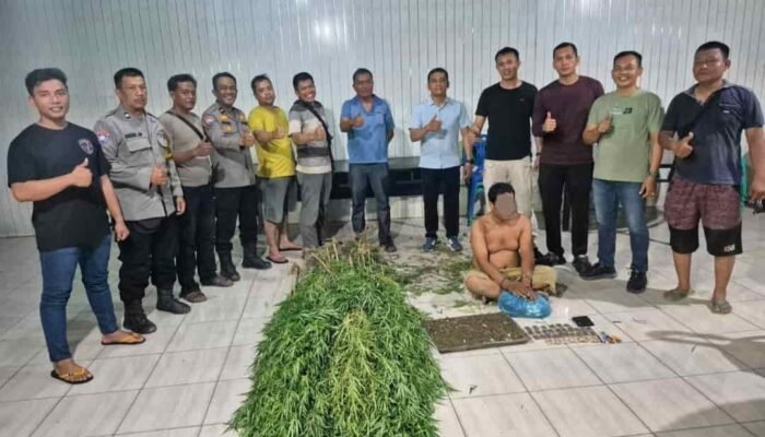 Tanam Ganja di Balik Tembok, Pria di Tanjung Morawa Diciduk Polisi! 40 Batang Setinggi 2 Meter Disita